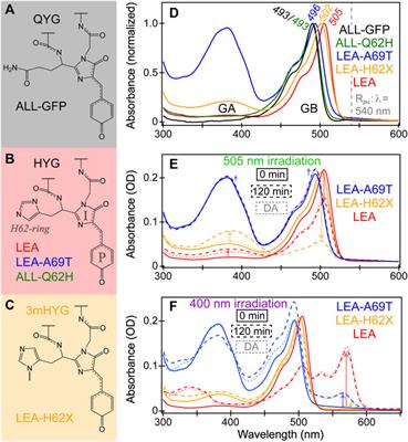 Capturing excited-state structural snapshots of evolutionary green-to-red photochromic fluorescent proteins